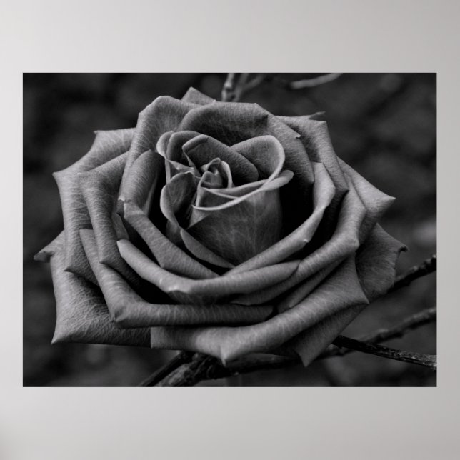 Poster de fleurs de rose noire et blanche (Devant)