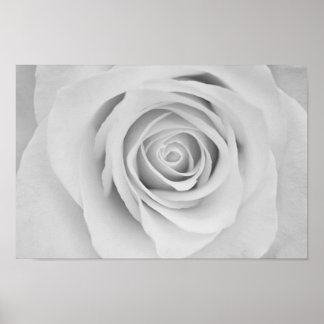 Poster de fleurs de rose noire et blanche