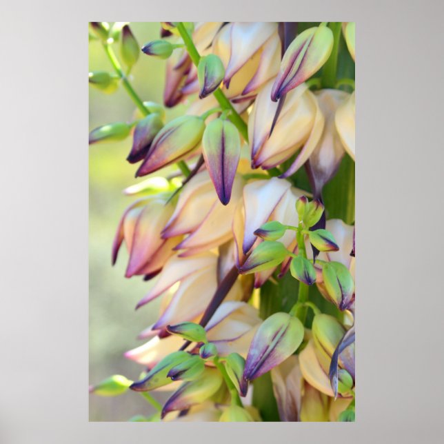 poster de fleurs de yucca (Devant)