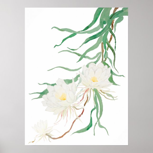 poster de fleurs d'épiphyllum blanc (Devant)