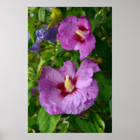 Poster de fleurs d'hibiscus pourpre