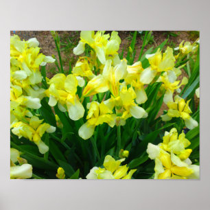 Poster de fleurs en iris jaune