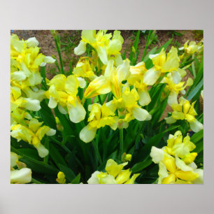 Poster de fleurs en iris jaune