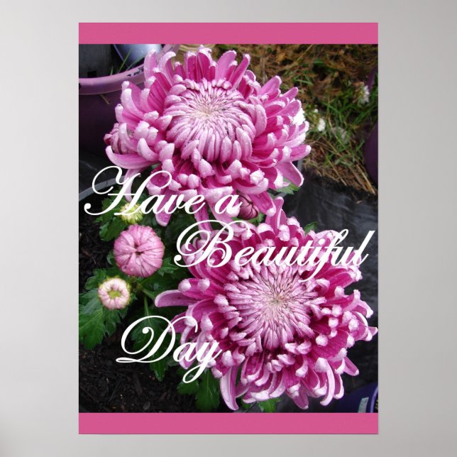 Poster de fleurs florales de chrysanthème rose pou (Devant)