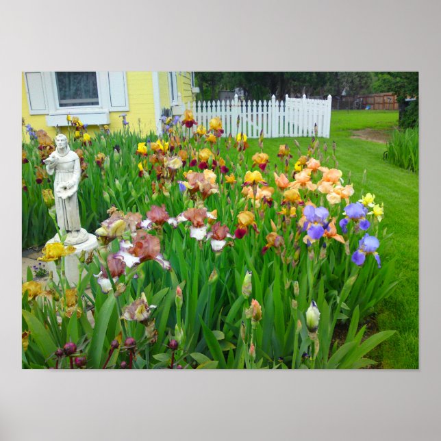Poster de fleurs Iris de couleur mutil (Devant)