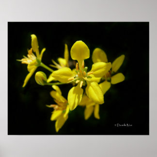 Poster de fleurs jaunes