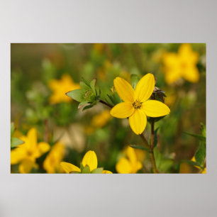 Poster de fleurs jaunes