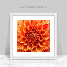 Poster de fleurs orange de gros plan