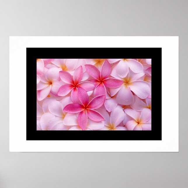 Poster de fleurs Plumeria (Devant)