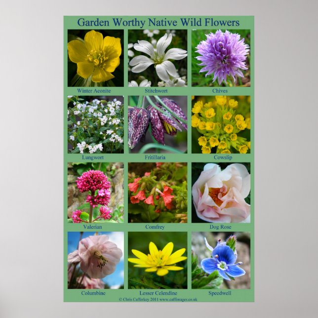 Poster de fleurs sauvages (Devant)