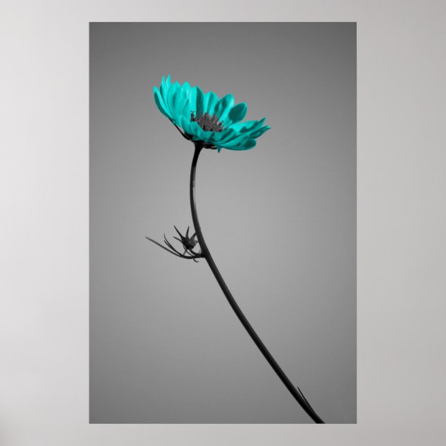 poster de fleurs turquoise (Devant)