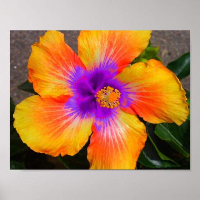 Poster de fleurs violet Centre Fire (Devant)