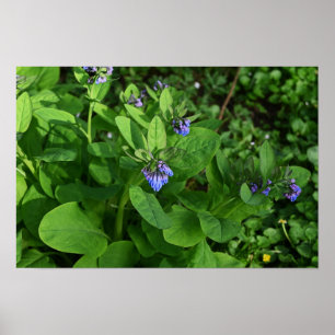 Poster de fleurs violettes