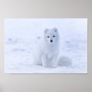 Poster de Fox Arctique