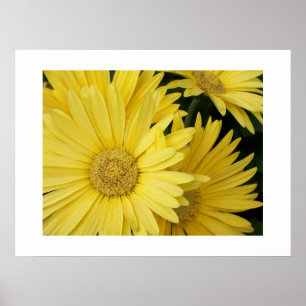 Poster de Gebera Daisies Jaunes