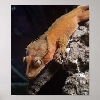 Poster de Gecko à crête rouge