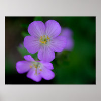 Poster de géranium sauvage