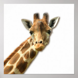 Poster de girafe à long cou