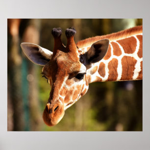 Poster de girafe - Safari Wildlife Zoo Animaux