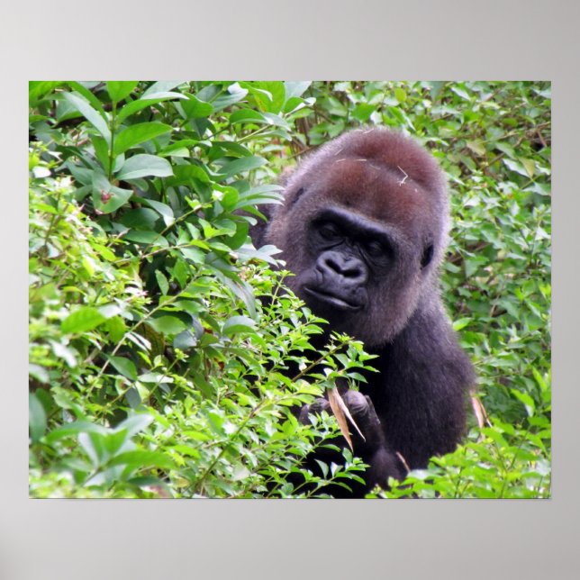 Poster de Gorilla (Devant)
