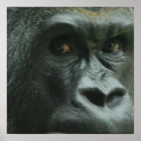 Poster de Gorilla in the Mist