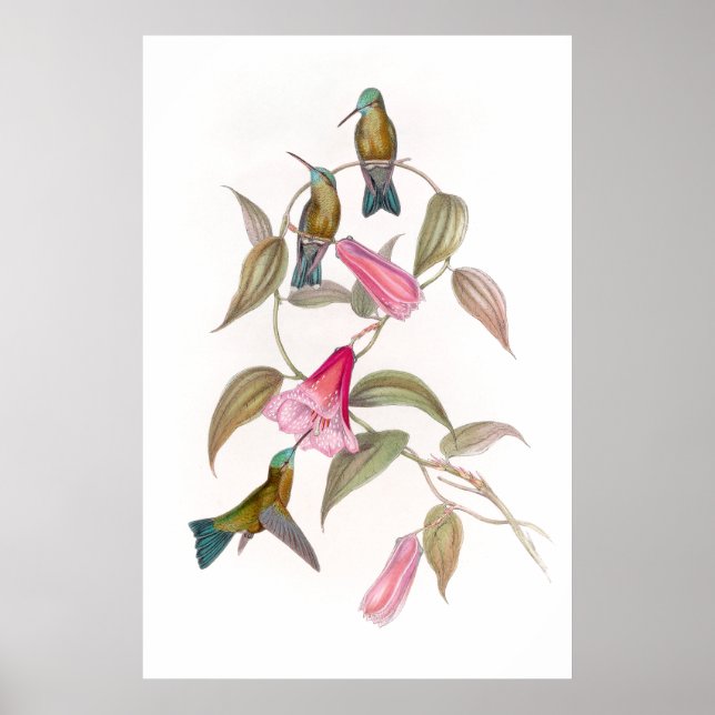Poster de Goulds Hummingbirds (Devant)