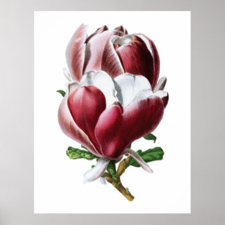 Poster de grandes fleurs rose magnolia