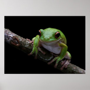 Poster de grenouille