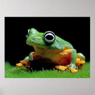 Poster de grenouille
