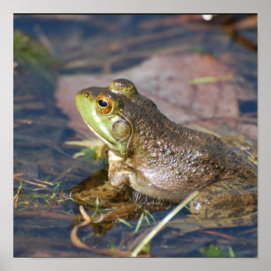 Poster de grenouille