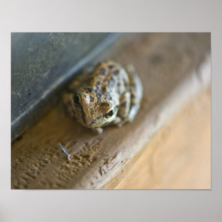 Poster de grenouille