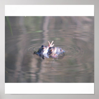 Poster de grenouille