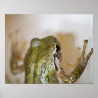 Poster de grenouille 2