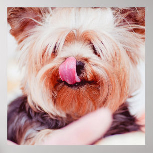 Poster de gros plan pour chien mignon et drôle