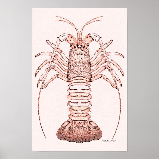 Poster de homard ~ Homard de roche (Devant)