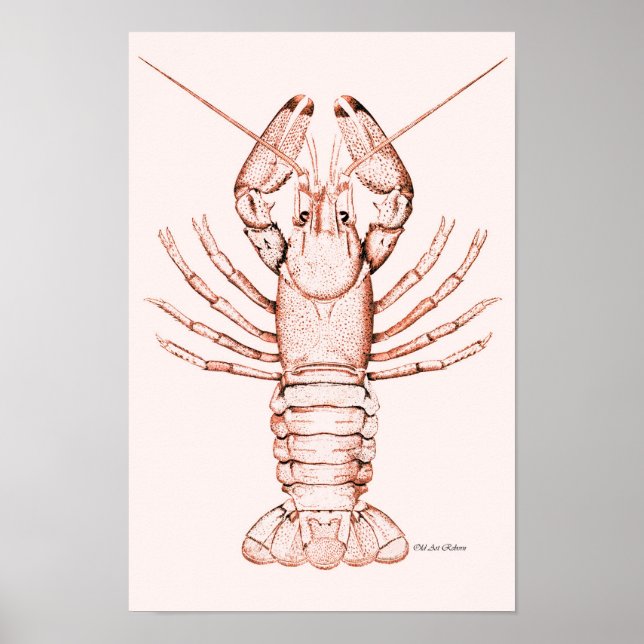 Poster de homard ~ Poisson-gris de rivière (Devant)