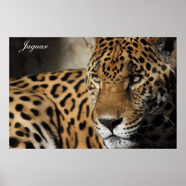 Poster de Jaguar (Devant)