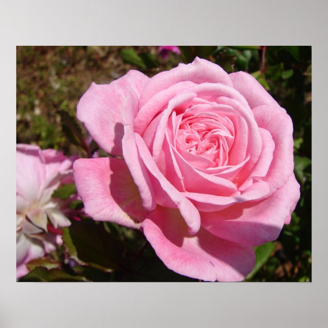 Poster de jardin rose rose Rose Fleur de printemps (Devant)