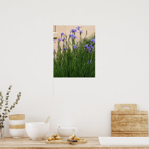 Poster De jolies iris floraux violets