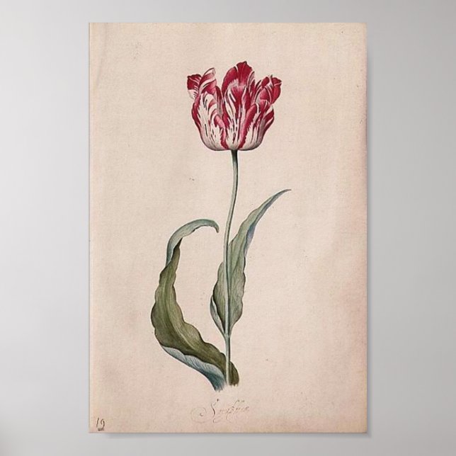 Poster de Judith Leyster Tulip (Devant)