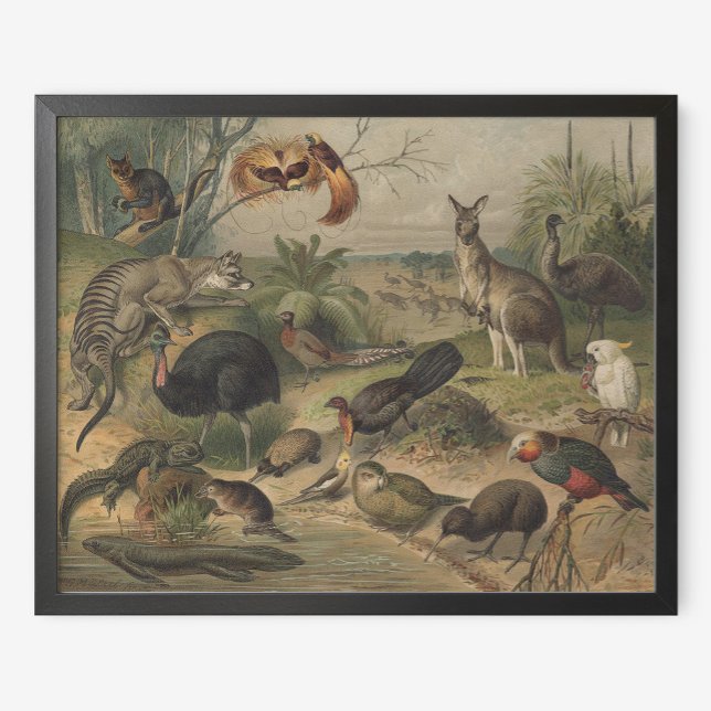 Poster de Kangaroo et d'amis animaux en Australie (Créateur téléchargé)