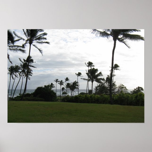 Poster de Kauai Palm (Devant)