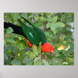 Poster de King Parrot