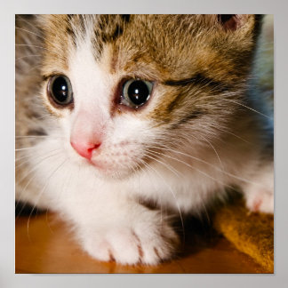 Poster de Kitten