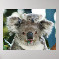 Poster de Koala et de Cub