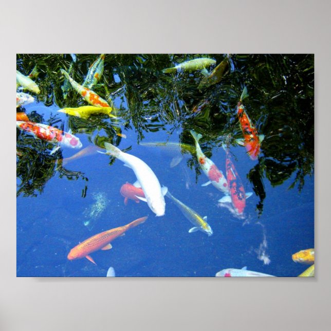 Poster de Koi (Devant)