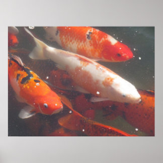 Poster de Koi
