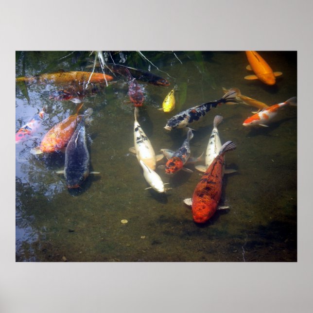 Poster de Koi Carp (Devant)