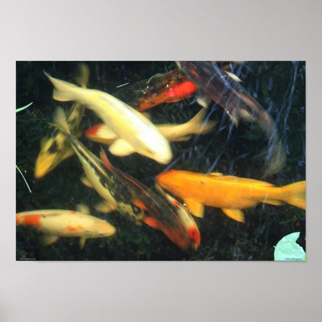 Poster de Koi Impressions (Devant)