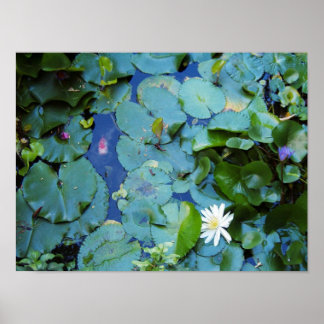 Poster de Koi Pond